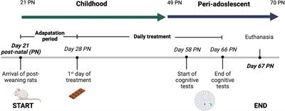 Fish oil and probiotics supplementation through milk chocolate improves spatial learning and memory in male Wistar rats